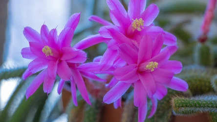 Aporocactus flagelliformis to jeden z najciekawszych kaktusów uprawianych na parapetach. Z uwagi na swój wygląd jest nazywany "szczurzym ogonem"