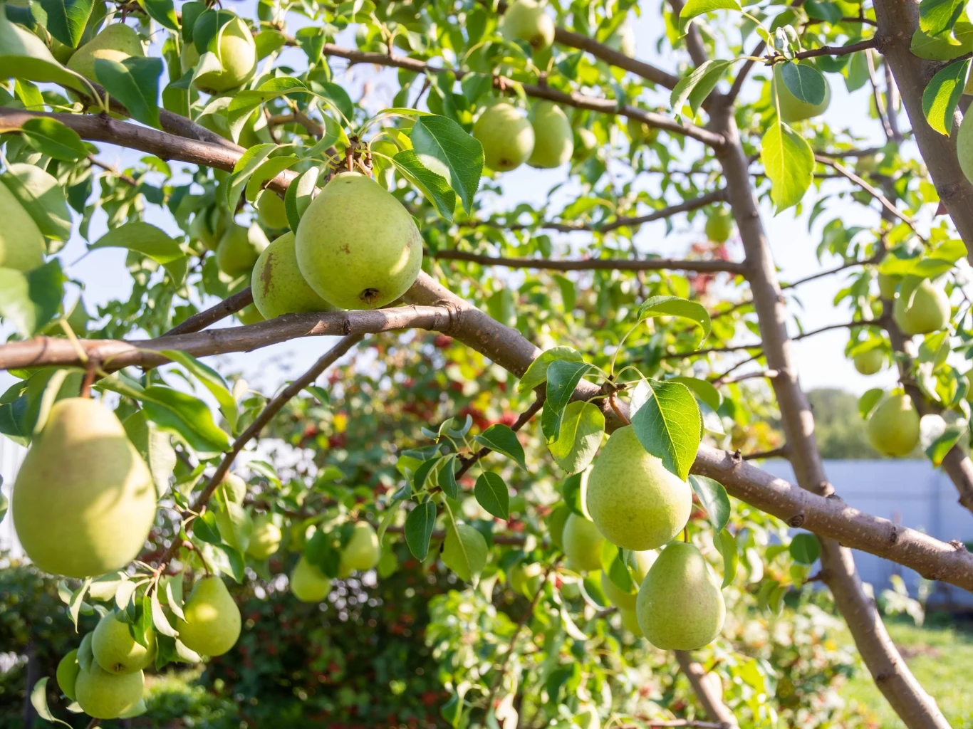 gałęzie gruszy obciążone dojrzałymi, zielonymi owocami, otoczone bujnymi liśćmi w słonecznym sadzie