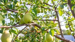 Gruszki pękate i słodkie jak miód. Użyj nawozu bez grama chemii