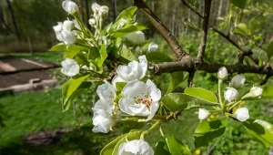 Gruszki pękate i słodkie jak miód. Użyj nawozu bez grama chemii