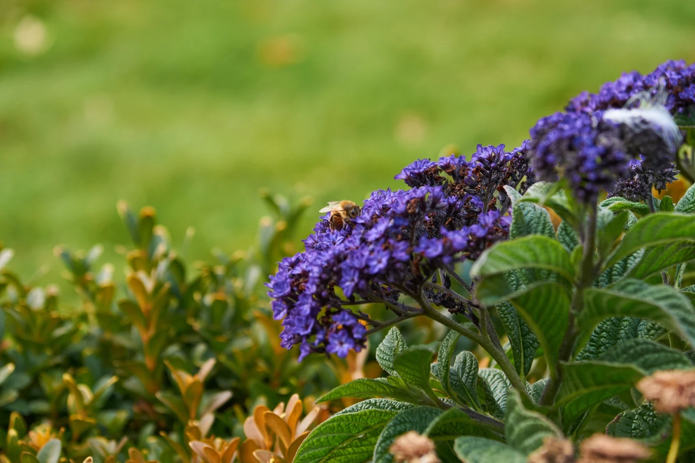 Heliotrop nie wymaga skomplikowanej pielęgnacji pszczoła zbierająca nektar na fioletowych kwiatach ozdobnej rośliny, w otoczeniu zielonych liści oraz niskich krzewów w tle