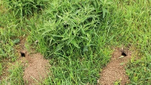 Gorszy od nornicy i kreta. Pogryza korzenie drzew owocowych i warzywa