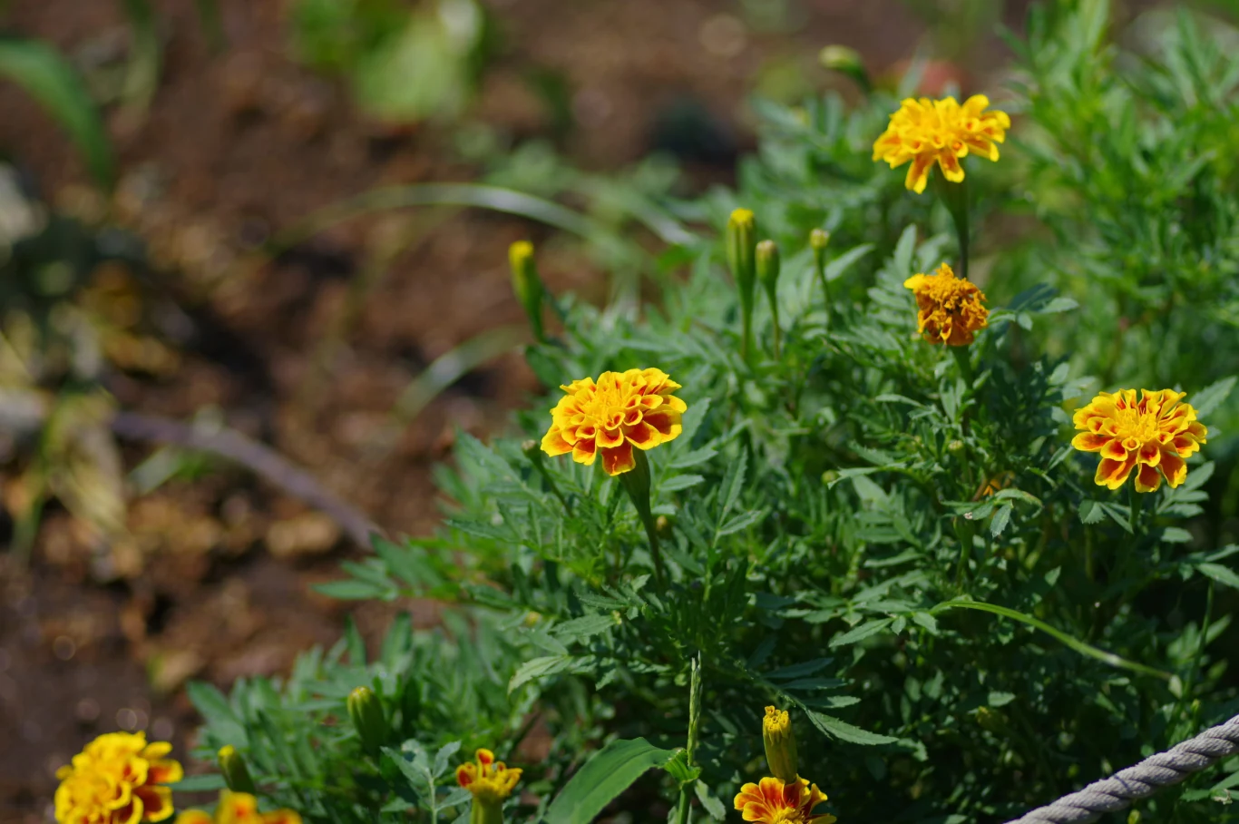 Grupa żółto-pomarańczowych aksamitków kwitnących na zielonych łodygach, otoczonych bujnymi liśćmi na tle ziemi ogrodowej.