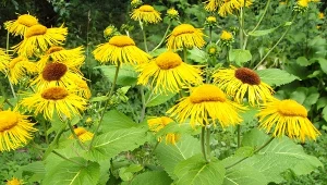 Oman wielki odstrasza choroby i zdobi ogród. Poznaj jego właściwości