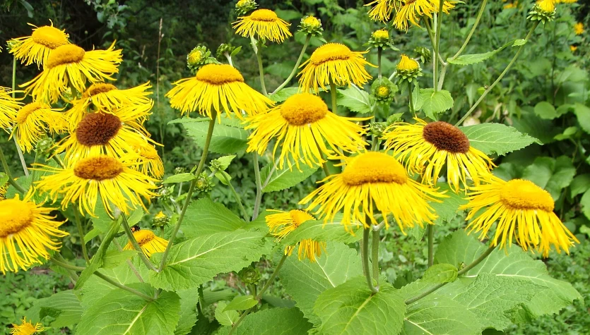 Oman wielki - roślina lecznicza