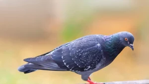 Gołębie nie znoszą tego widoku. Przestaną przesiadywać na balkonie