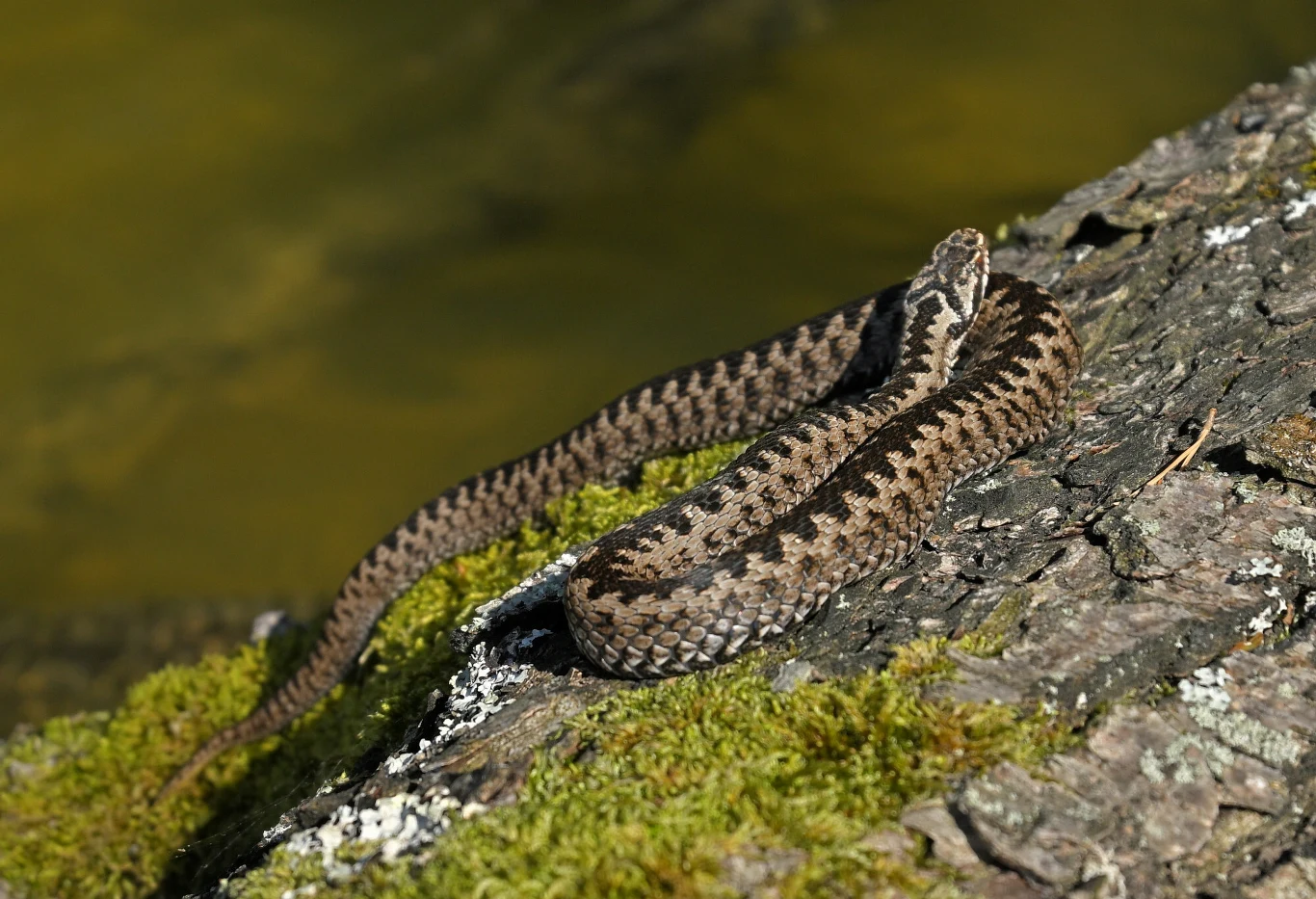 Żmija zygzakowata o brązowo-szarym ubarwieniu z charakterystycznym ciemnym zygzakiem na grzbiecie, leży na porośniętym mchem kamieniu nad wodą.