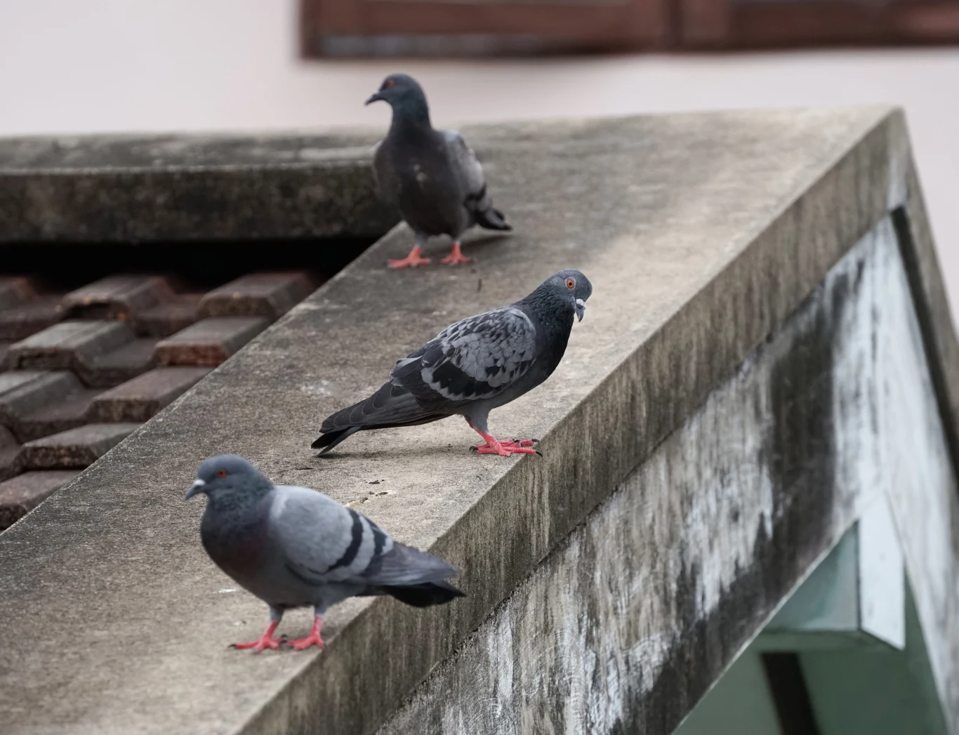 trzy gołębie siedzące na krawędzi betonowego daszku, ułożone w rzędzie jeden za drugim, każdy z nich skierowany w inną stronę