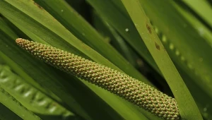 Rośnie nad stawami w całej Polsce. Właściwości tataraku zwyczajnego