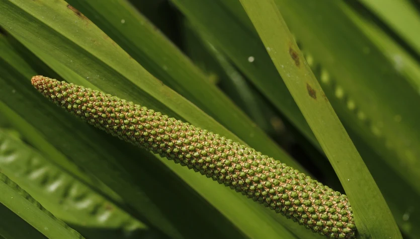 Gdzie rośnie tatarak zwyczajny?