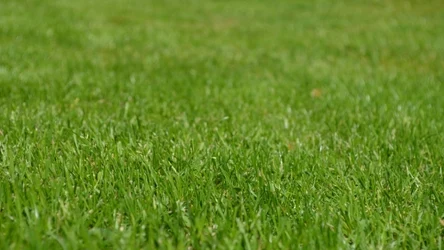 Co zrobić, by po zimie trawnik wyglądał pięknie?