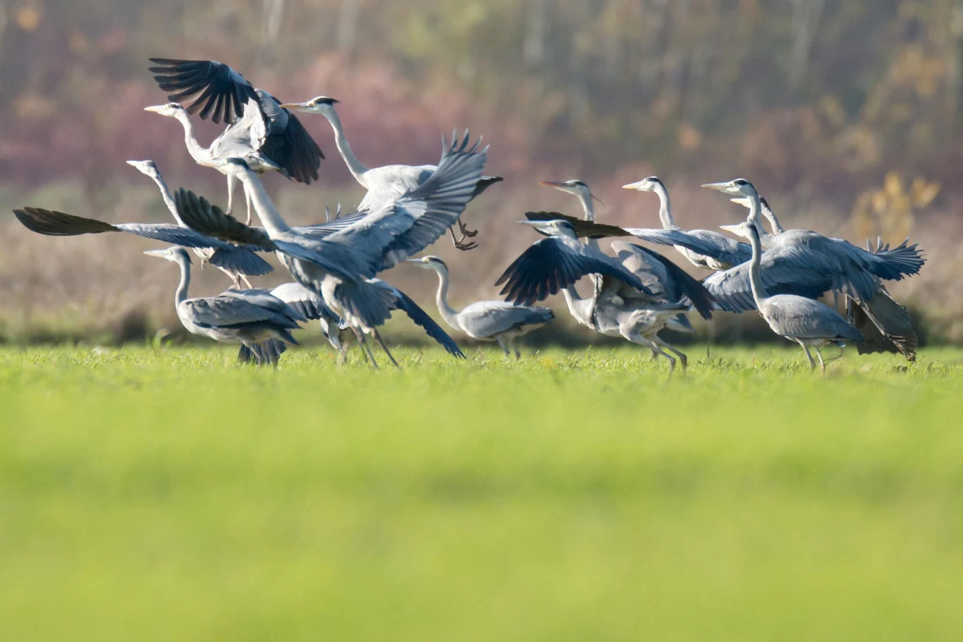 stado żurawi z rozpostartymi skrzydłami w trakcie startu na zielonej łące, część ptaków unosi się już w powietrzu, a inne przygotowują się do lotu, w tle rozmyte drzewa