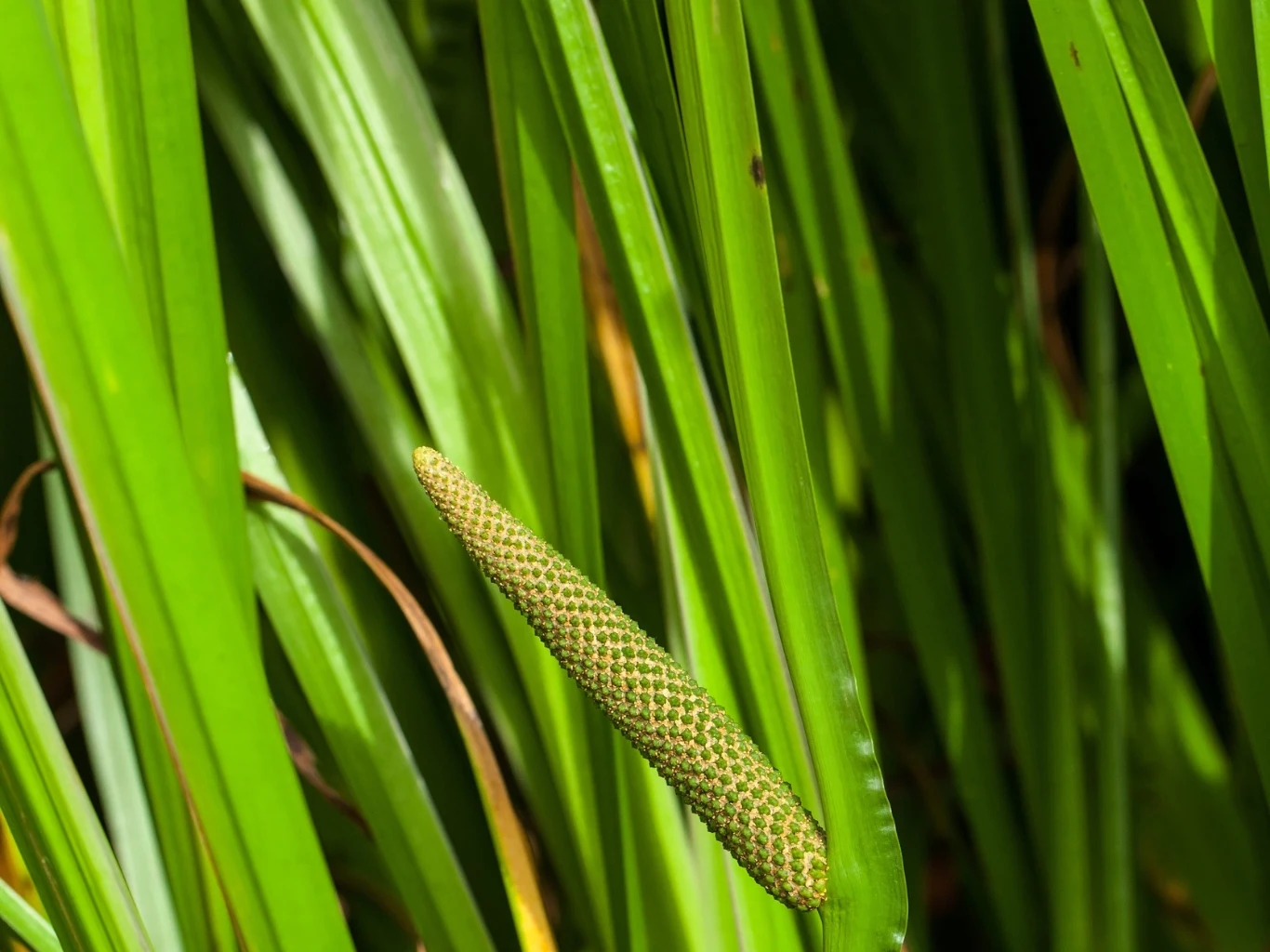 Podłużny, zielony kwiatostan tataraku wśród gęstych, długich liści o intensywnie zielonym kolorze.