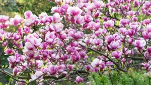 Rozsyp wokół magnolii. Gałązki będą uginać się od spektakularnych kwiatów