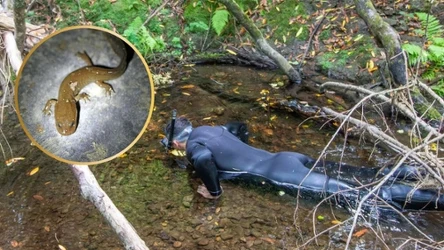 Skrzeczek olbrzymi to duży płaz, którego larwy znaleziono w strumieniach Kalifornii