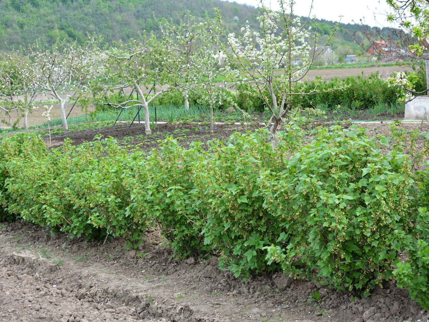 Gęsty szpaler krzewów porzeczki rośnie w rzędzie na tle sadów z kwitnącymi drzewami i pagórkowatego krajobrazu pokrytego zielenią.