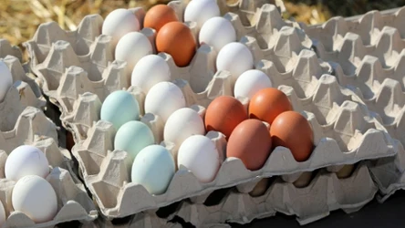 Sieci handlowe mówią koniec jajom klatkowym