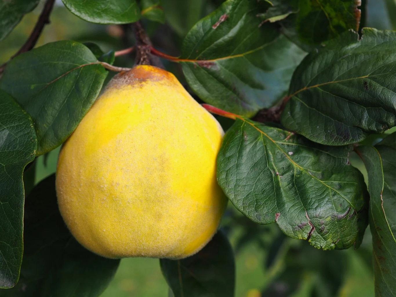 duży żółty owoc pigwy otoczony ciemnozielonymi, błyszczącymi liśćmi na tle gałęzi drzewa