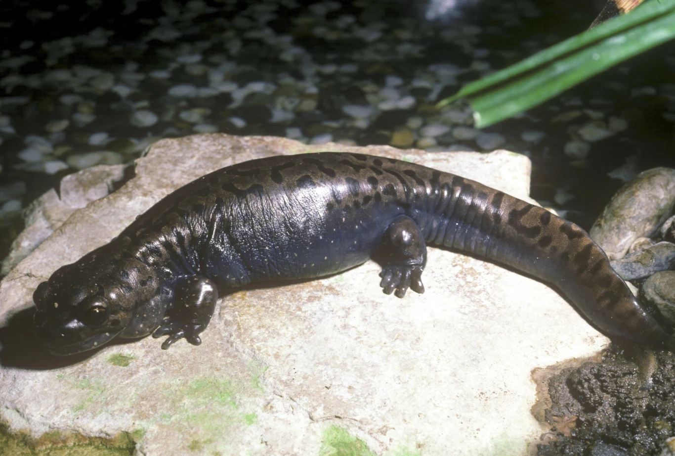 Czarna salamandra z błyszczącą skórą i ciemnymi cętkami na grzbiecie leży na jasnym kamieniu obok wody, częściowo otoczona zielonymi liśćmi.