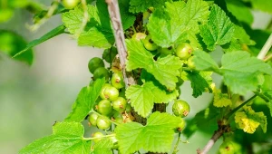 Tylko 2 łyżki u podstawy krzewu. Porzeczki będą duże jak wiśnie