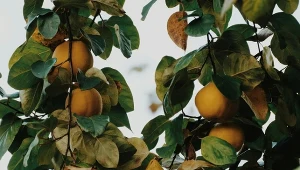 Mięciutka krewna pigwy. Miąższ ma soczysty i aromatyczny, łatwa w uprawie