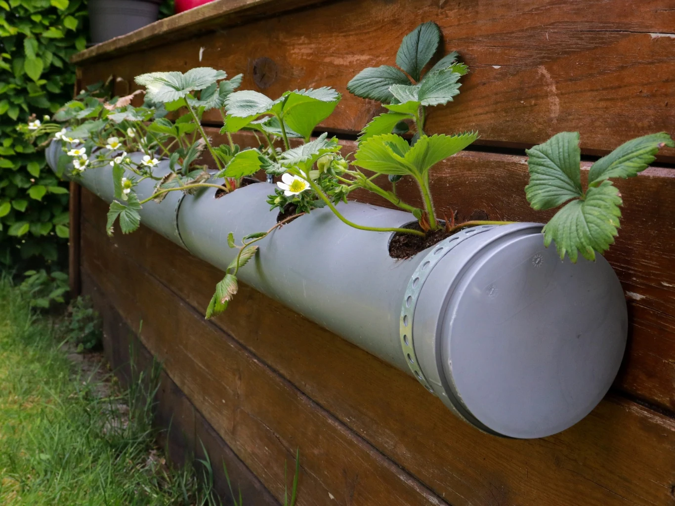Rura PCV zamontowana poziomo na drewnianej ścianie, wypełniona ziemią i wykorzystana jako pojemnik do uprawy sadzonek truskawek.