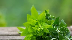 Dlaczego warto mieć melisę lekarską? Na co pomaga i jak ją stosować