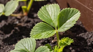 Sekret truskawek na małej przestrzeni.Pionowa uprawa w rurze PCV