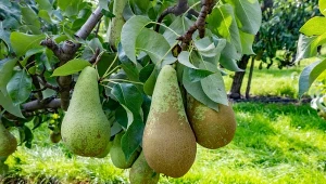 Gruszki pękate i słodkie jak miód. Użyj nawozu bez grama chemii