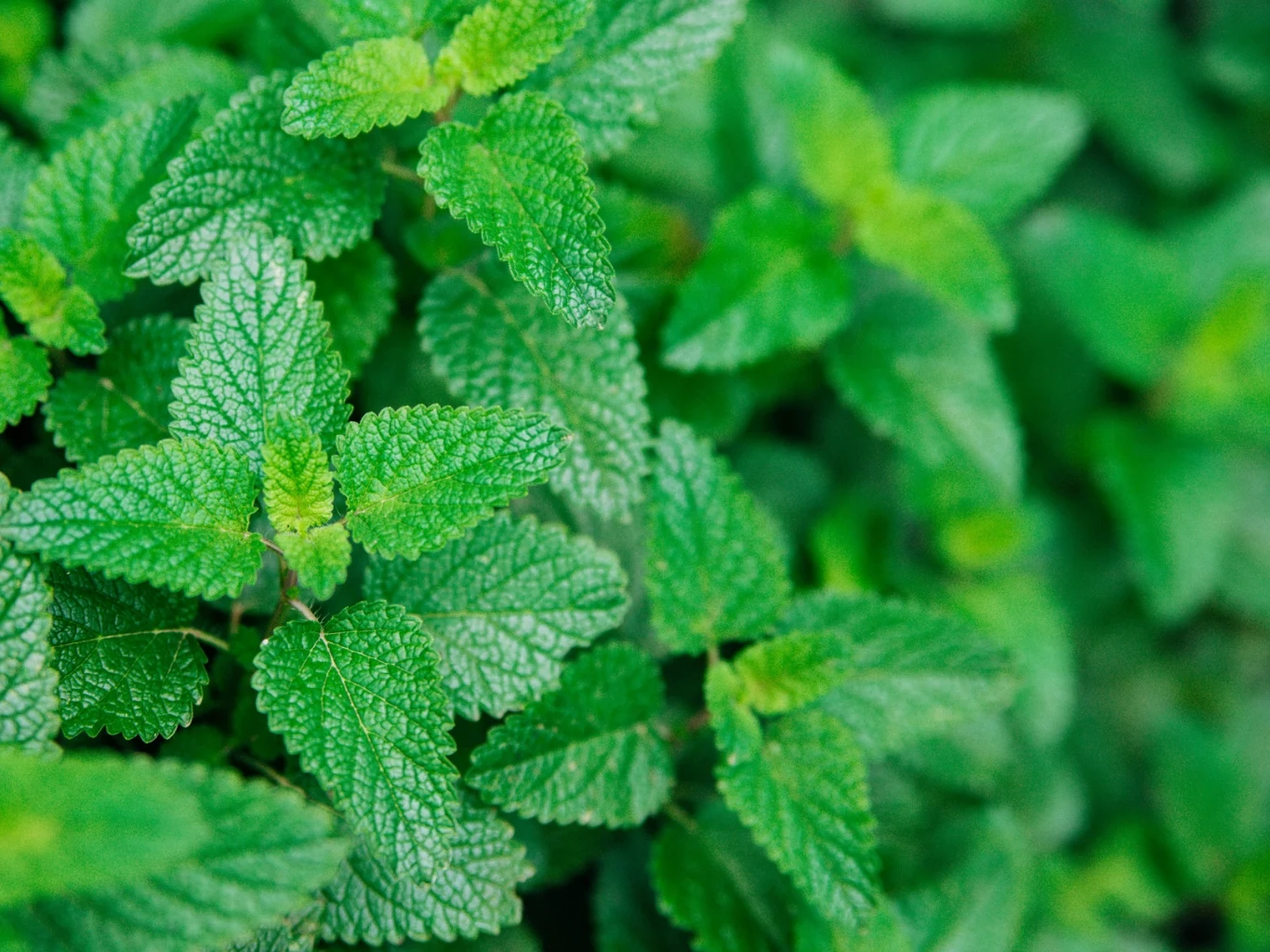 Intensywnie zielone liście mięty o charakterystycznych ząbkowanych brzegach i wyrazistej fakturze rozpościerające się gęsto na całej powierzchni kadru.