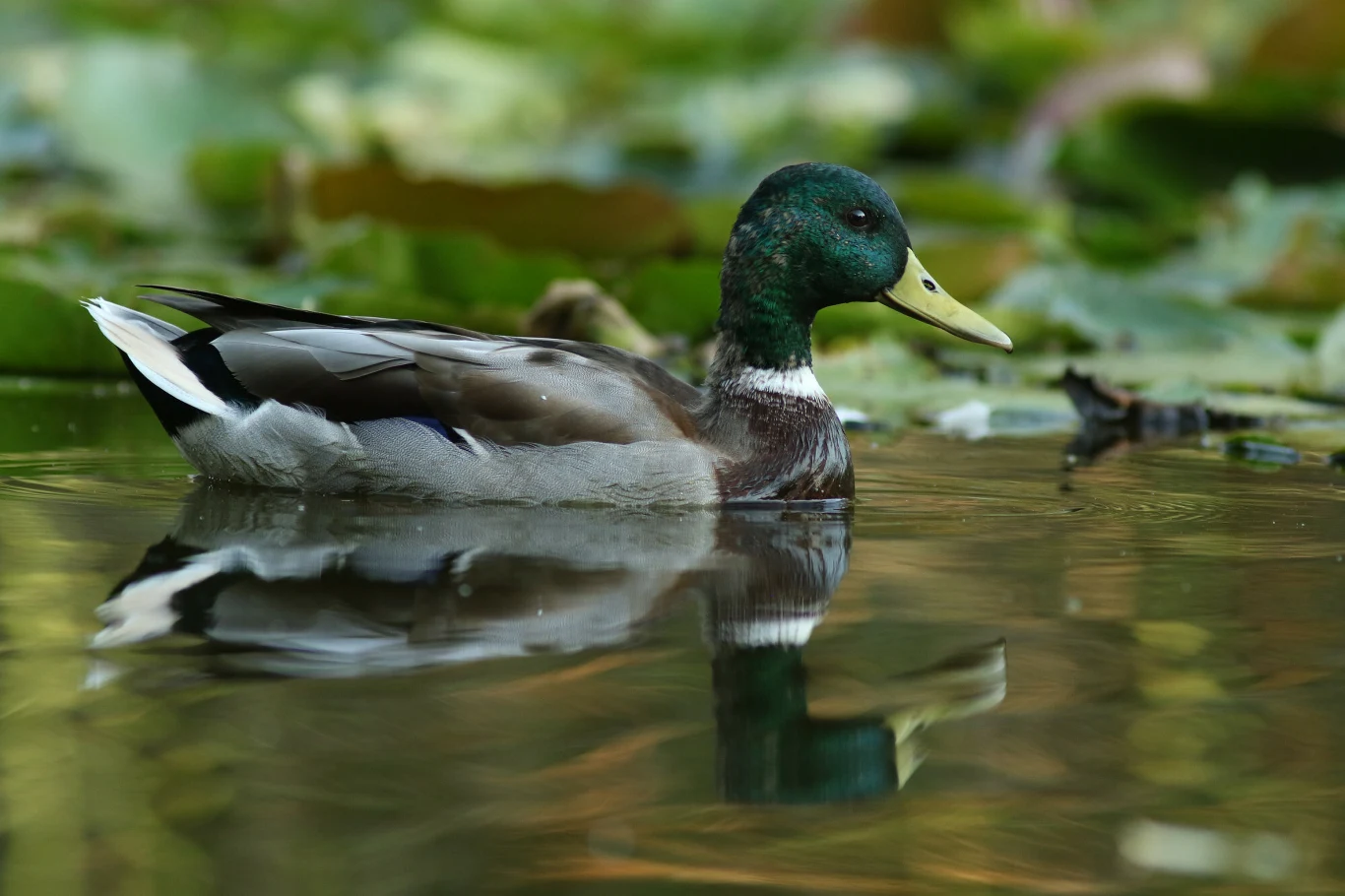 samiec kaczki krzyżówki z charakterystyczną zieloną głową płynie po spokojnej wodzie, odbijając się w jej tafli wśród pływających liści