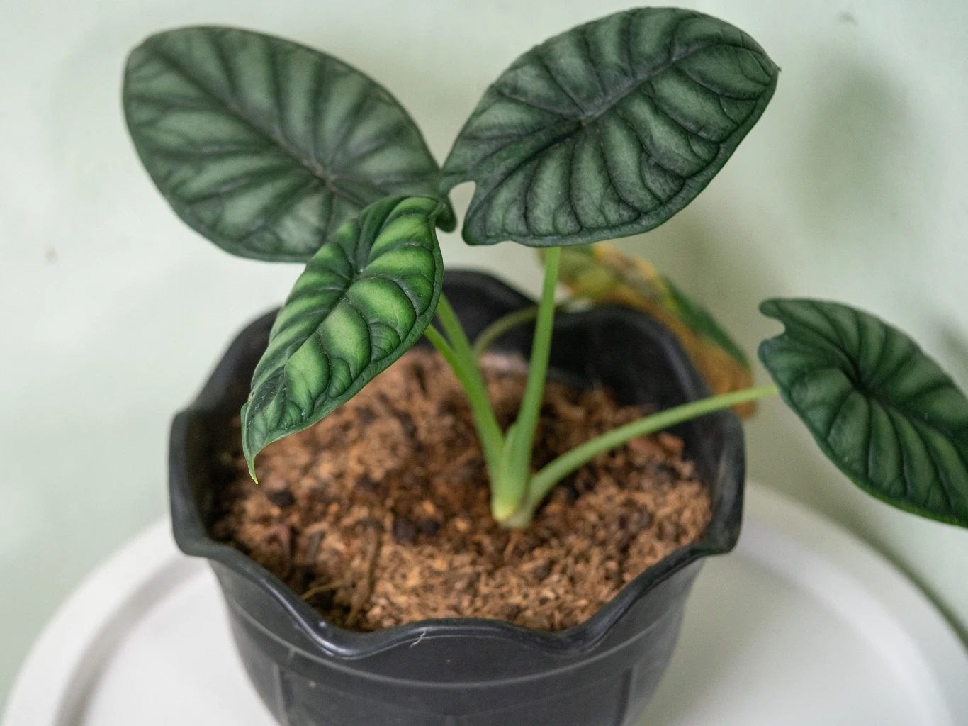 Jak dbać o alokazje 'Dragon Scale' w domu? Alokazja odmiany 'Dragon Scale' w czarnej doniczce z przepuszczalnym podłożem. Tematycznie o uprawie i wymaganiach alokazji.