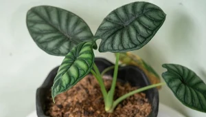 Ma liście niczym smocze łuski. Często marnieje przez jeden błąd