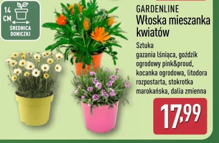 Рослина в горщику Gardenline