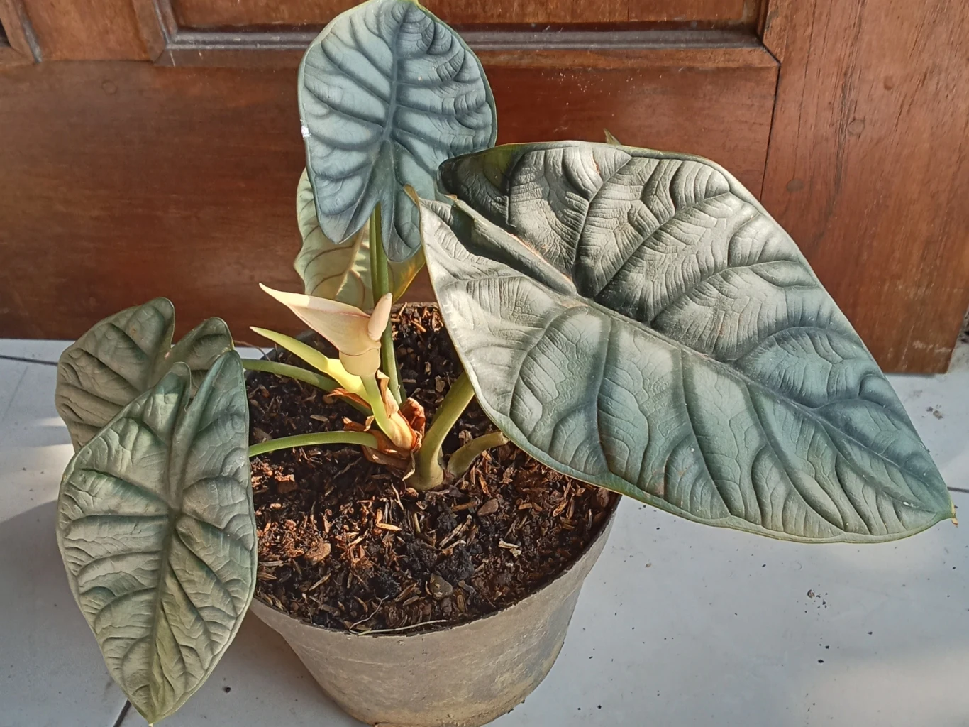 Alokazja 'Dragon Scale' nie powinna być wystawiana na bezpośrednie działanie promieni słonecznych. Alokazja 'Dragon Scale' o dużych, mięsistych zielonych liściach z wyraźnie zaznaczonym unerwieniem, umieszczona w szarej doniczce na jasnej podłodze obok drewnianych drzwi.