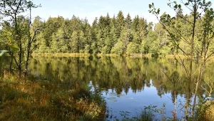 Suwalszczyzna pełna jezior i lasów nazywana jest "polską Skandynawią"