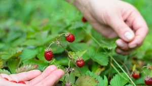 Poziomka pospolita nie tylko dobrze smakuje. Jej liście mają zastosowanie lecznicze