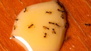 Nie dopuść do tego, by mrówki faraona opanowały cały dom