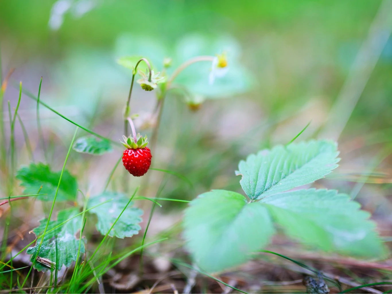 dzika truskawka rosnąca blisko ziemi wśród zielonych liści i traw na naturalnym tle
