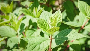 Bez mocnych korzeni nie będzie bujnego kwitnienia. Jak wzmocnić hortensję na wiosnę?