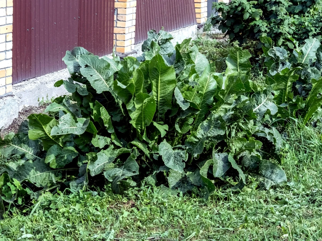 gęsty kęp chrzanu z dużymi, zielonymi liśćmi rośnie przy budynku z czerwonymi drzwiami i ceglanymi filarami