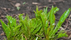Zakop korzeń w ogrodzie. Chrzan wyrośnie gruby jak nadgarstek