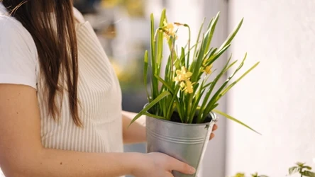 Po Wielkanocy do doniczek warto włożyć skorupki poświęconych jaj. W ten sposób zapewnimy sobie szczęście finansowe. 