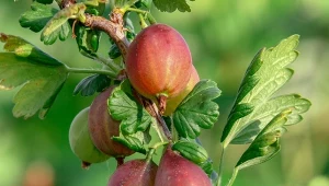 Odporny na mączniaka, rdzę i mróz. Agrest o ogromnym i pysznym plonie