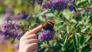 Przyciąga motyle i ludzki wzrok. Sceptycy uważają, że jest groźna