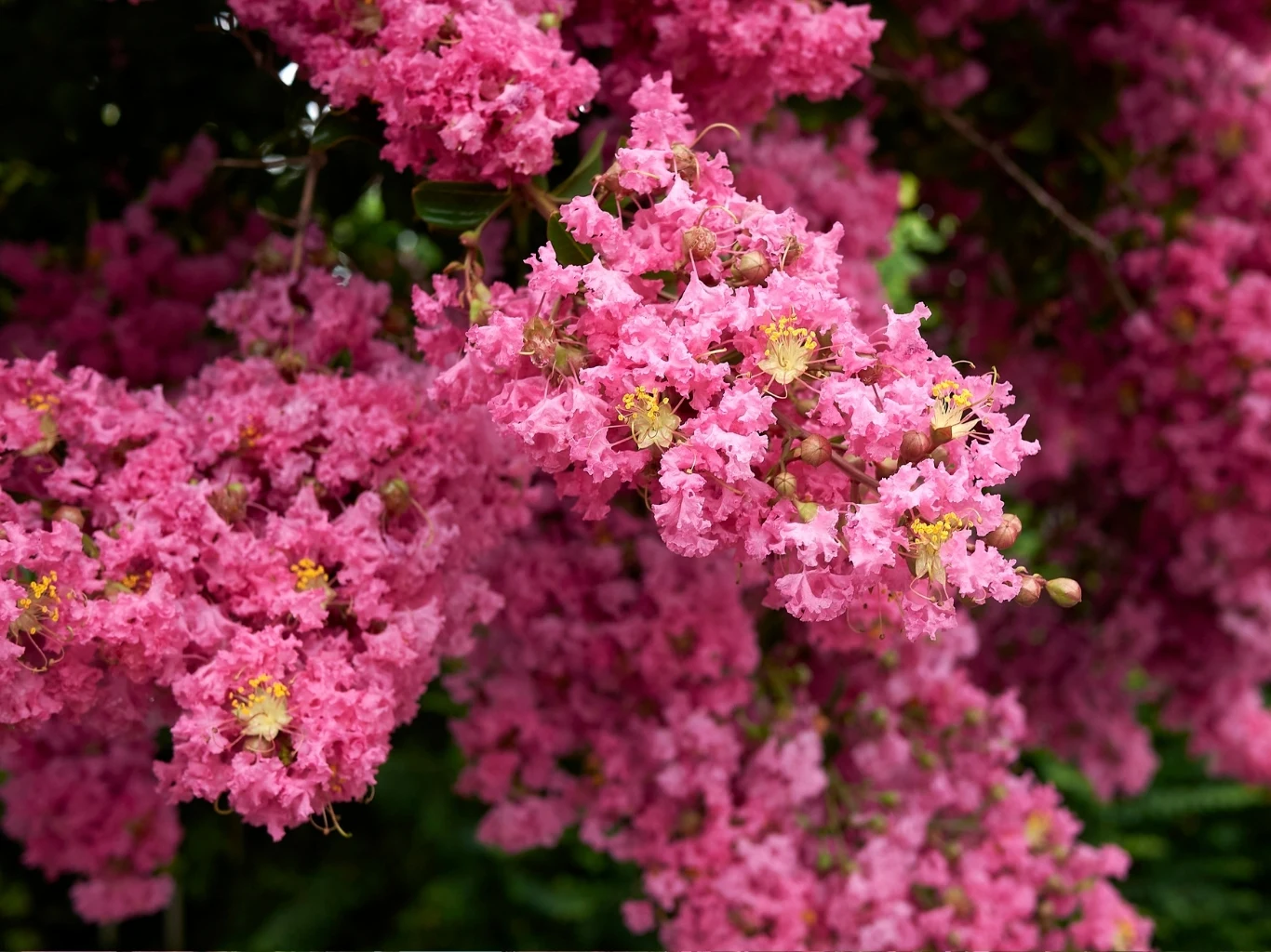 Jeśli masz dość hortensji, spróbuj posadzić lagerstroemię indyjską Gęste kiście różowych kwiatów lagerstroemii indyjskiej z żółtymi środkami wśród ciemnozielonych liści