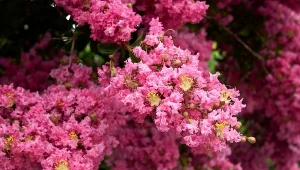 Jeśli masz dość hortensji, spróbuj posadzić lagerstroemię indyjską