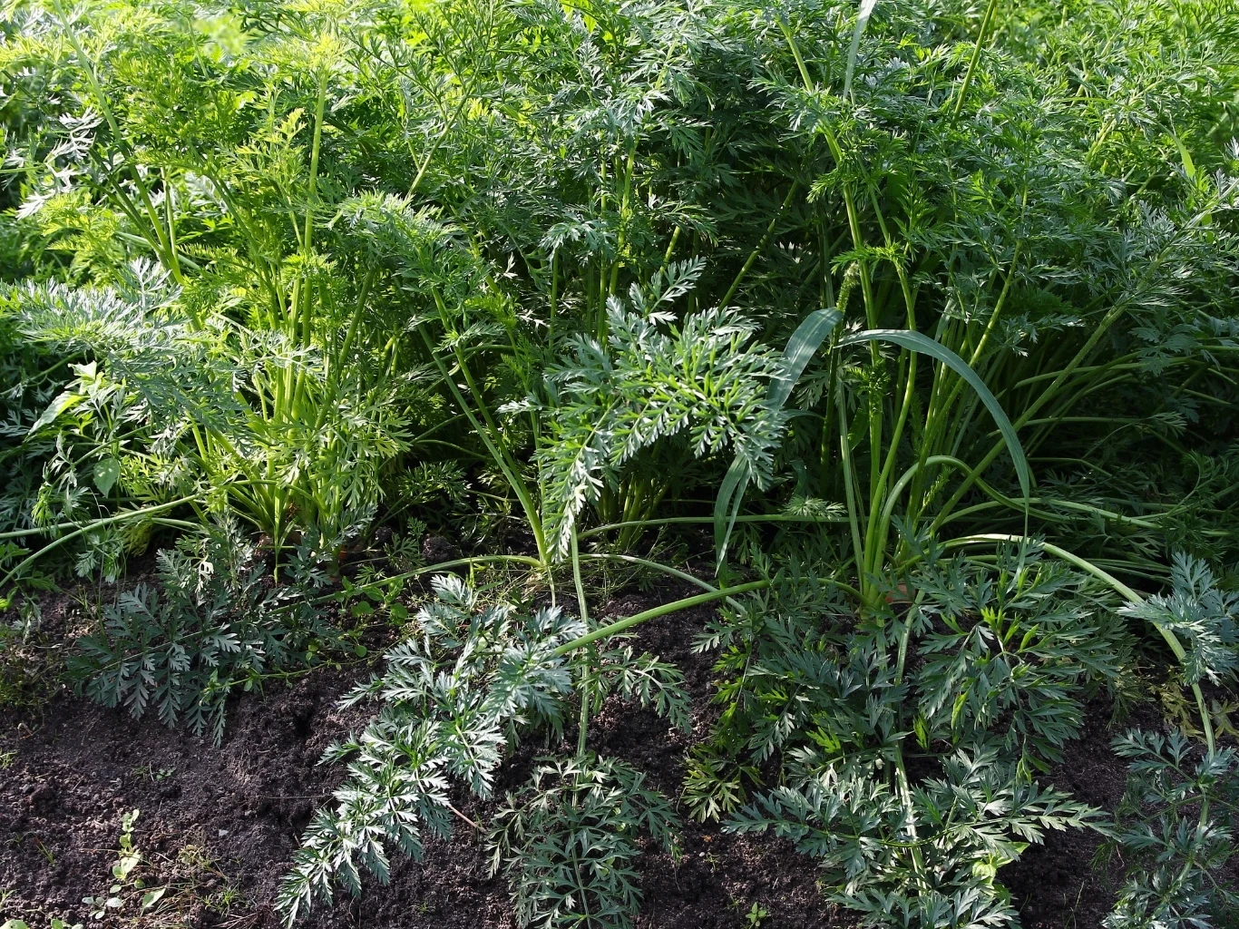 Gęsto rosnące na grządce marchewki z wyraźnie widocznymi pierzastymi liśćmi na ciemnej, wilgotnej ziemi