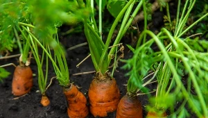 Która odmiana marchwi najlepiej sprawdzi się w twoim ogrodzie?