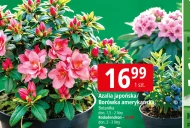 Borówka amerykańska